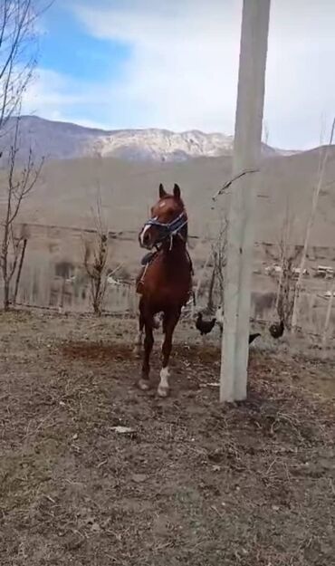 Лошади, кони: Кони