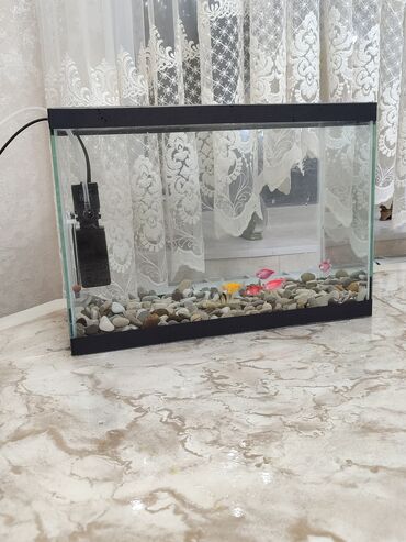 Рыбы: Продаю аквариум с рыбками 8 штук +филтер + градусник аквариум в