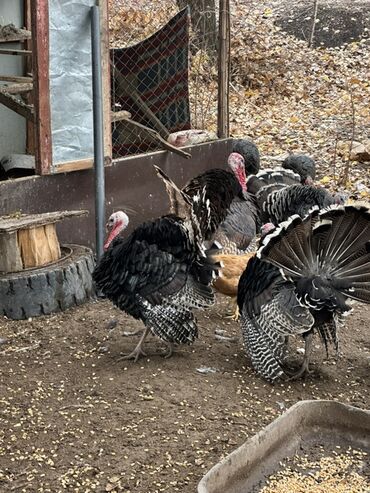 дом для собаки: Сатам | Эркек күрп | Көбөйтүү үчүн | Асыл тукумдуу