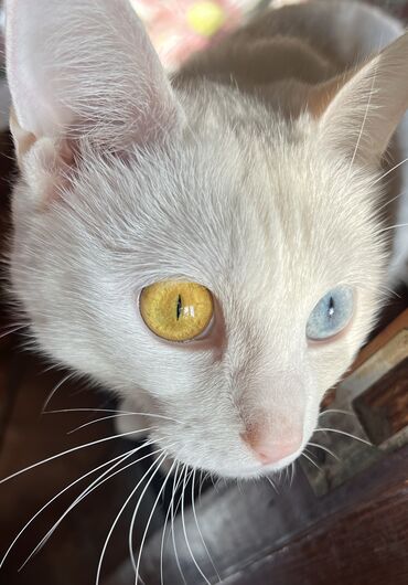 русская голубая кошка цена: Отдаю кошку в добрые ответственные руки. Очень ласковая умная кошка. К