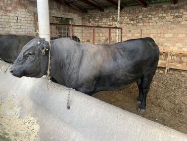 Коровы, быки: Продаю | Бык (самец) | Абердин-ангус | На откорм