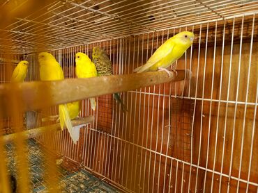 Tutuquşları: Papuqaylar təcili satılır ünvan yeni suraxanı Sarı rəngli — 9