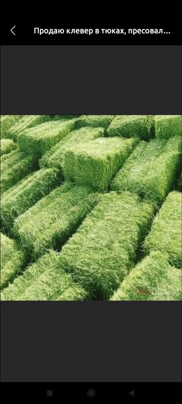 дом для собака: Эспарсет тук сатылат 320 сомдон навесте жыйналган 150штук тук бар