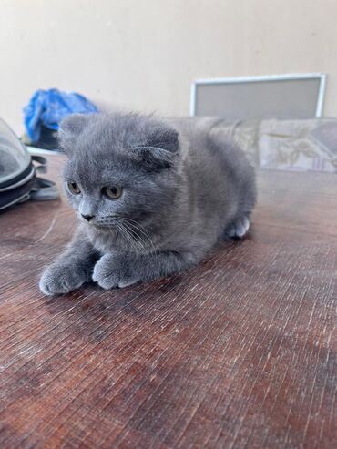 anqora pisik satilir: Şotland erkek bala pisik satılır