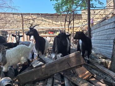 Akvariumlar: Dişi, il: 1, 30 kq, Damazlıq, Ünvandan götürmə