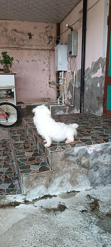 it adi: Bolonka — 5