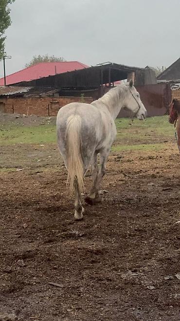 Лошади, кони: Продаю | Кобыла (самка) | Рабочий — 4