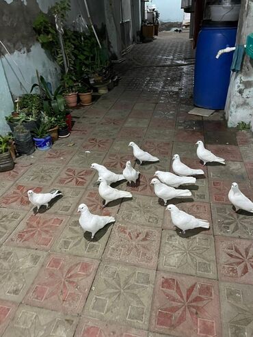 cennet qusu: Ağ güvəncənlər – dekorativ və uçuş üçün uyğun damazlıq quşlar - Rəng