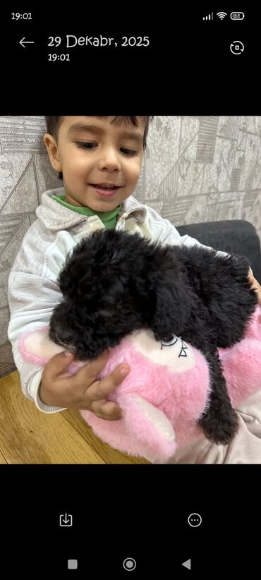 İtlər: Pudel, 2 ay, Erkek — 6