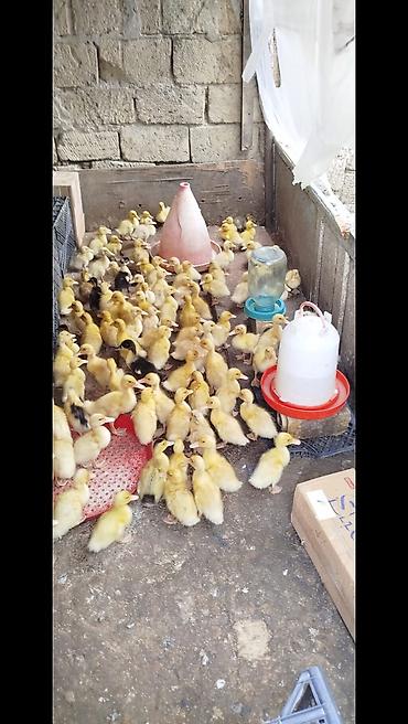 dəvə satilir: Satılır ördək balaları. pekin kuban oredkleri 16 gunlukduler tam — 3