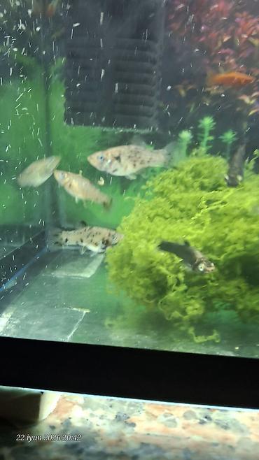 tetra diskus: Akvaryum üçün canlı bitki – fərqli rəngli Moli balaları anaları balaca — 8