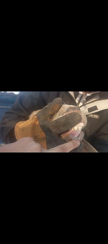 Баран, овца: Продаю | Овца (самка) | Арашан | Для разведения | Котные — 1