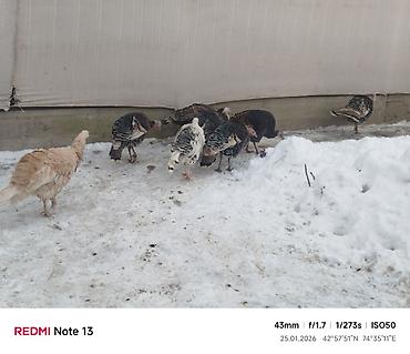 Индюки: Продаю | Индюк (самец) | Для разведения | Племенные — 7