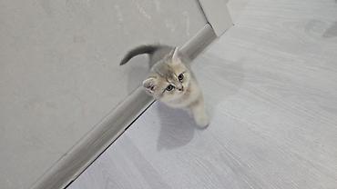 Pişiklər: Britan, Erkək, Dişi, Yaxşı əllərə, Ünvandan götürmə, Ödənişli çatdırılma — 6