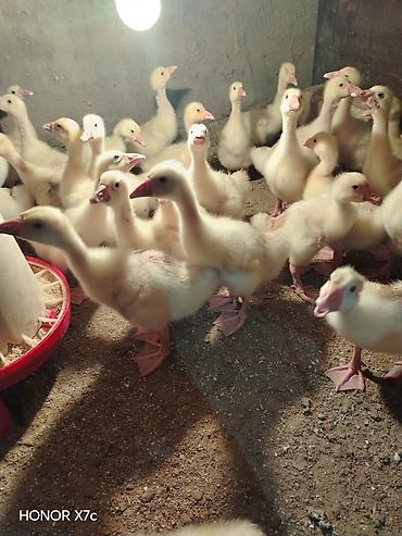 husky balası: Sapsağlam linda qaz balaları vitamin antibiotic herbirsey edilib 15 — 3