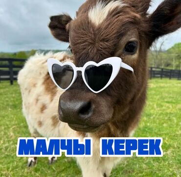 трактор гусеничный: Требуется Скотник, Оплата Сдельная, Питание