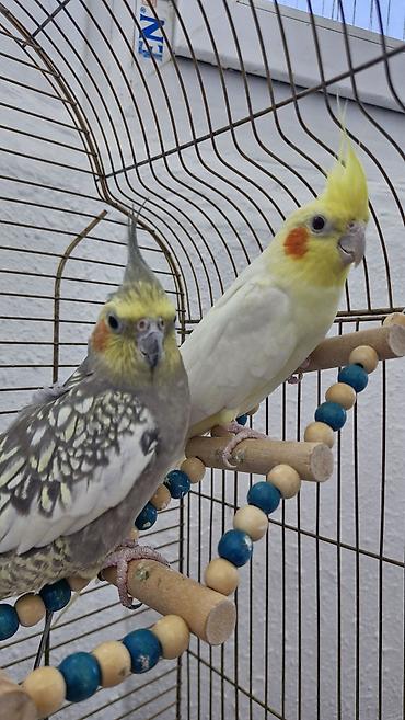 qus nomreleri: Nimfa (cockatiel) cütlüyü və qəfəs dəsti Məhsulun tərkibi: - 2 ədəd — 4