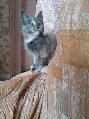 сколько стоят вислоухие кошки: Мейн-кун, 1 айлык, Ургаачы, Таш бака