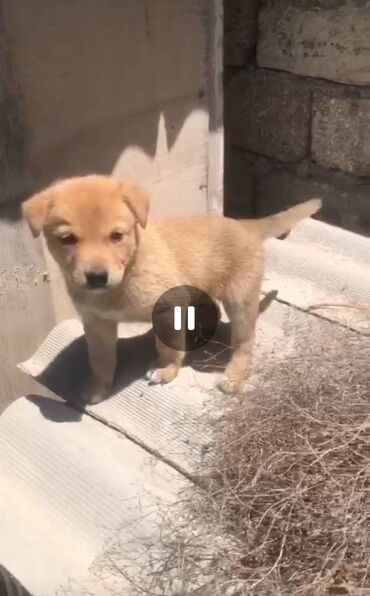 balaca itlərin qiyməti: Retriever, 2 ay, Erkek, Peyvəndli, Ödənişli çatdırılma, Ünvandan götürmə