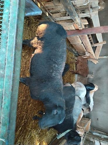 Баран, овца: Продаю | Овца (самка) | Для разведения | Племенные — 16