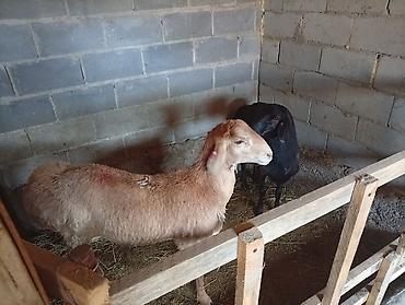 бараны ярки: Продаю | Баран (самец) | Для разведения — 2