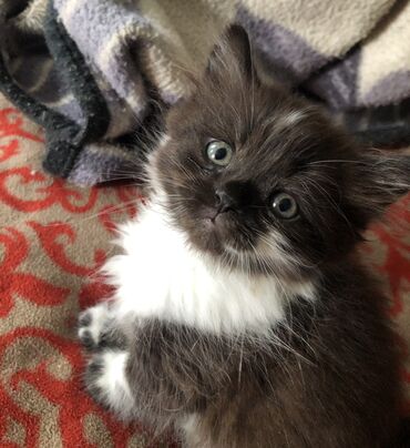 маленькие кошки: Продается котенок Скоттиш Страйт. 1,5 месяцев. Окрас шоколад. Пол