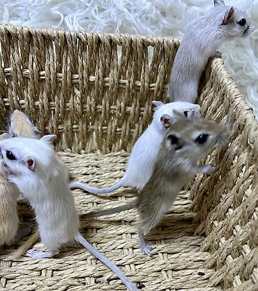 Птицы: Ручные песчанки монгольские. Красивые окрасы, есть девочки и мальчики — 9