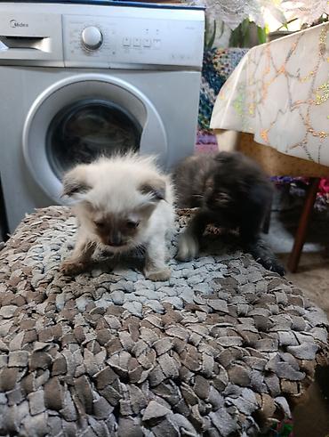 манчкины котята: Котята - Милейшие котята домашнего разведения: несколько малышей — 2