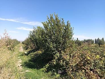 Продажа участков: 200 соток, Для бизнеса, Договор купли-продажи at lalafo.kg — 12 Продажа участков: 200 соток, Для бизнеса, Договор купли-продажи — 12