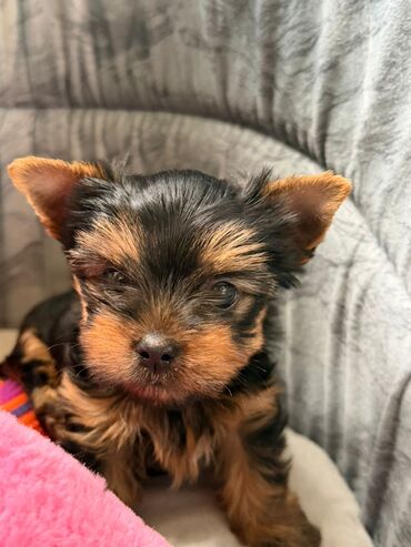 сайт продажи собак: Mıkro york 2 aylg peyvend olıp erkeydı cekısı 1.yarm olacay qiymet 700