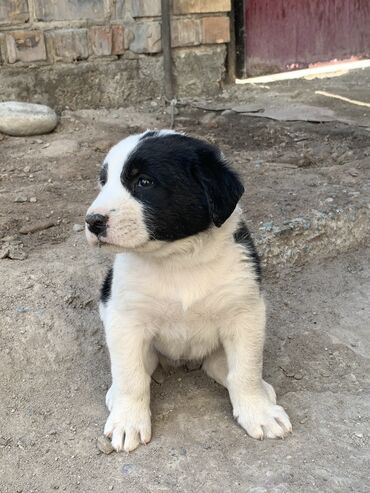 Продажа собак: Алабай, 1 месяц, Самка, С прививкой