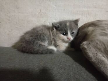 бенгальская кошка домашняя: Котята, помёт домашней кошки. - Возраст на фото: совсем малыши. -