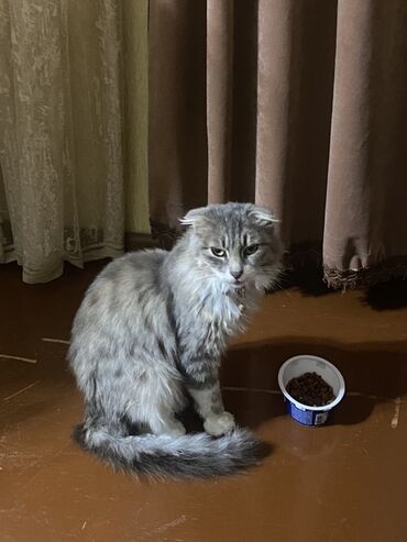 корм для кошек: Шотландская длинношерстная, Самка, В добрые руки, Платная доставка