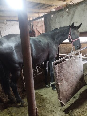 продаю музоо торпок корова самка бык самец айрширская ангус алатауская на забой для разведения на откорм племенные нетель привязанные: Сатам | Бээ (ургаачы) | Союуга
