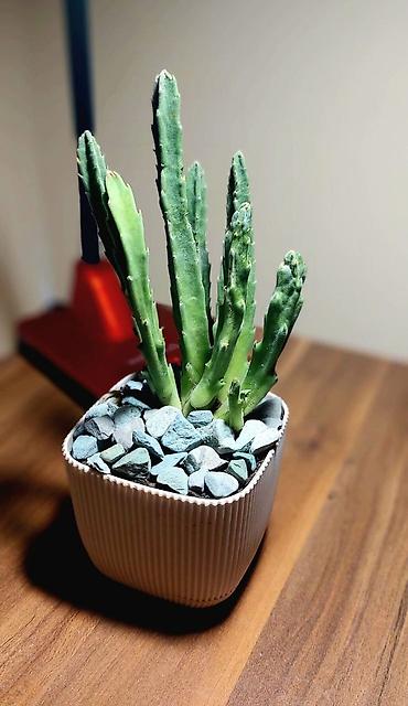 Otaq bitkiləri: Qara plastik qabda olan bu şirəli bitki otağınıza və ya ofisinizə — 4