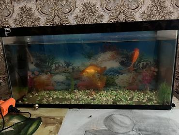 Akvariumlar: Akvaryum dəsti – qızılbalıqlarla - Şüşə akvaryum, düzbucaqlı forma - — 1
