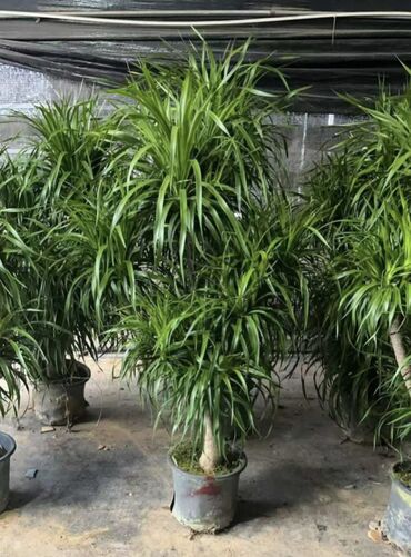 зелен: Комнатные декоративные растения в горшках — крупные, пышные экземпляры