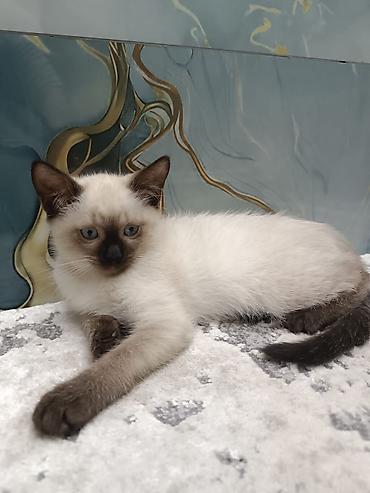 Pişiklər: Siam, Erkək, Dişi, Yaxşı əllərə, Ünvandan götürmə, Pulsuz çatdırılma, Ödənişli çatdırılma — 2