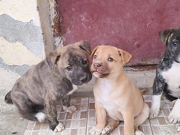 pit dermani: 1 ay — 5