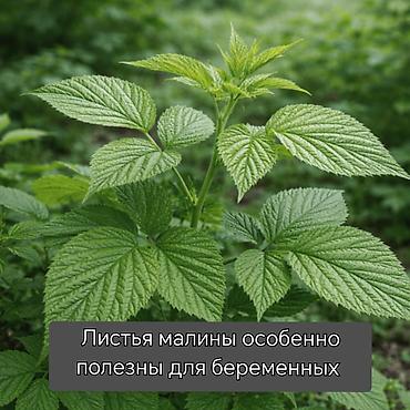 малинова: Листья малины — натуральное сырьё для заваривания чая и настоев — 1