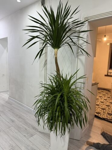лимон комнатный купить: Драцена (вероятно Dracaena marginata) крупного размера в декоративном