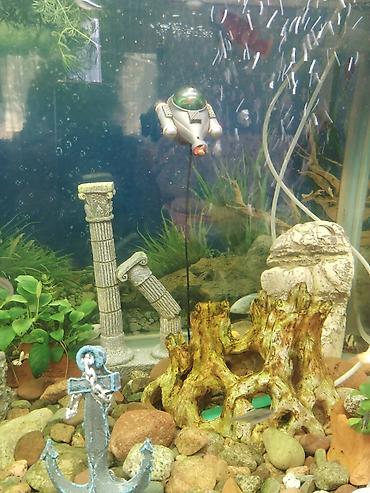 Аквариумы: Заводской аквариум на 250 литров, полностью укомплектован с рыбками и — 5