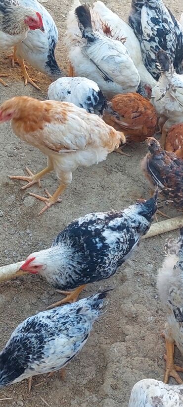 Inəklər, öküzlər: Toyuq, Ətlik, Ödənişli çatdırılma