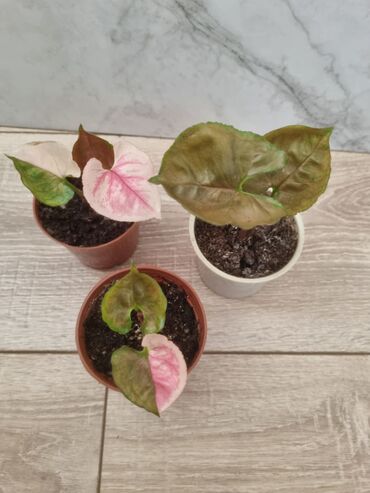 Филодендроны: Сциндапсусы,сансевиерии ва,алоказия,бегония макулата монстера — 21