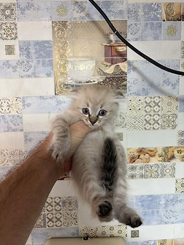 Отдам даром кошку: Котята домашние, пушистые, окрас дымчатый и колор‑пойнт (светлое тело — 7