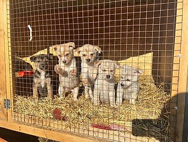 Отдам даром собаку: ПРИЮТ У НАС Собачки на любой вкус это приют все собачки привитые — 18