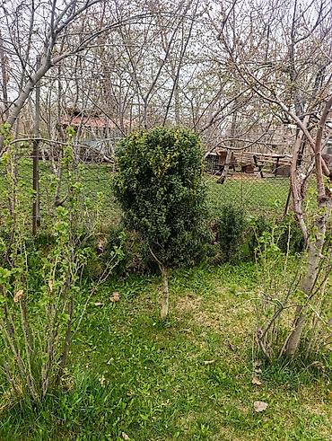 Самшит: Самшит (Buxus sempervirens) — взрослые сформированные кусты ПРОДАЮ С — 8