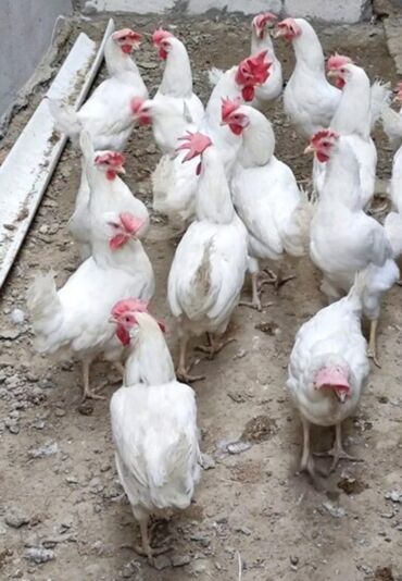 Digər quşlar: Bir ededi 4 azn satilir.sifariw 2 saat qabagdan qebul olunur. bu