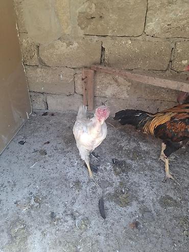 Xoruzlar: Xoruz, Heyratı, il: 2, Ödənişli çatdırılma — 8