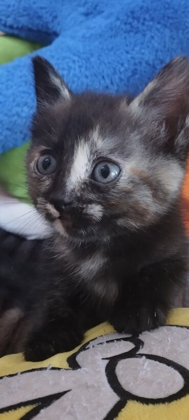 британская черепаховая кошка: Котёнок черепахового окраса - Порода: домашняя короткошёрстная -